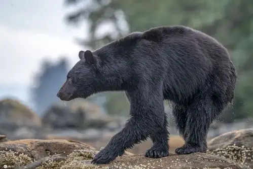 加拿大黑熊水中捕鱼津津有味享受大餐