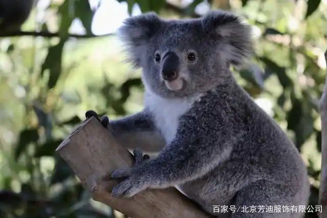 考拉koala是萌宠的树袋熊,如果可以抱一抱就好啦