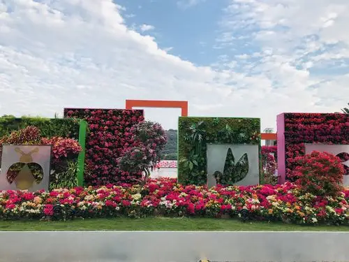 2020深圳莲花山公园簕杜鹃花展