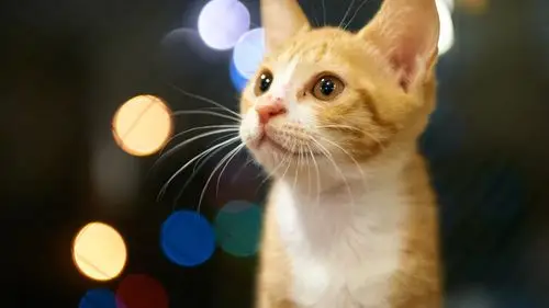 可爱的小猫,眼睛,橙,眩光背景 桌布 - 1600x900