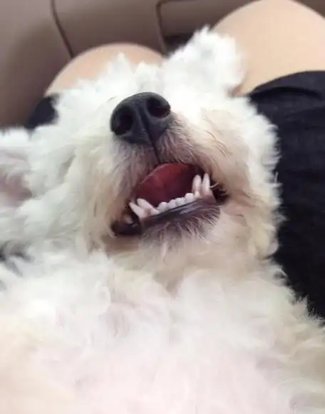 比熊双排牙怎么办