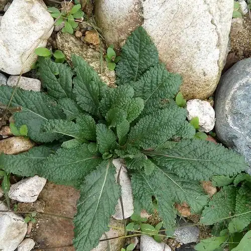 雪见,景天,徐长卿名字很美,却是来自于中药名,并符合人物个性