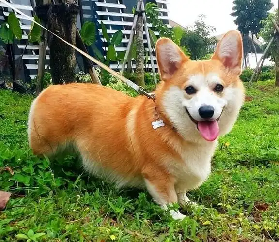 这样饲养柯基,会缩短它几年寿命,你知道怕了吗?