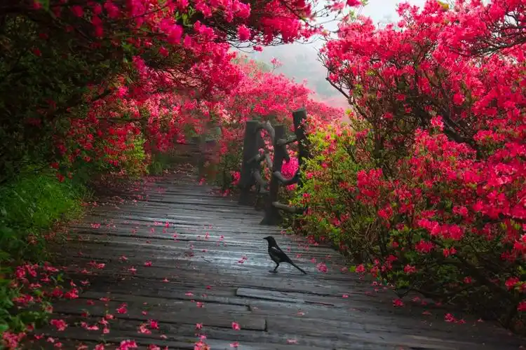 藏不住了湖北这片宝藏花海太震撼人间仙境不过如此了吧