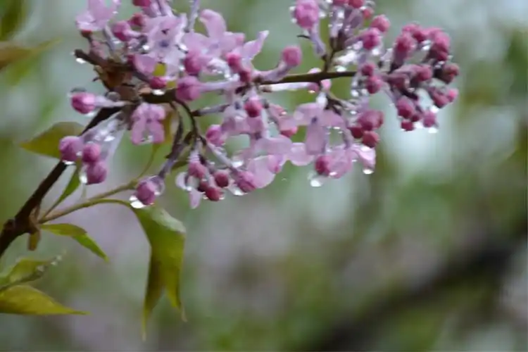 雨中丁香