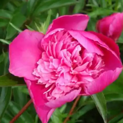 最美最吉利的适合做头像的牡丹花朵图片