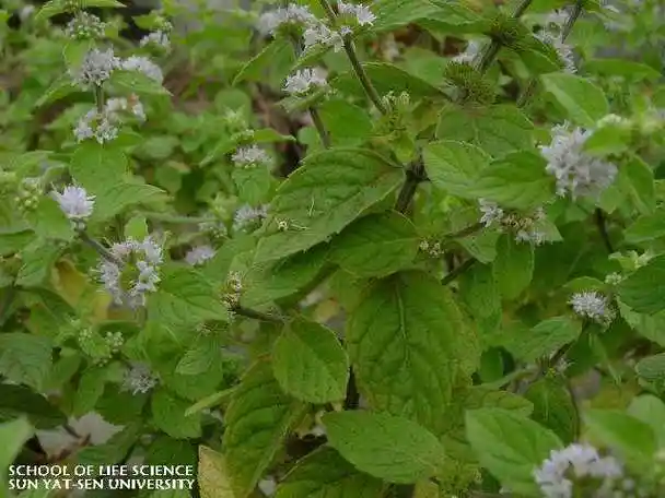 香茶菜的功效_香茶菜的图片_百草汇