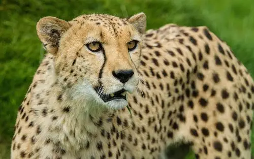 猎豹,看,大猫 640x1136 iphone 5/5s/5c/se 壁纸,图片,背景,照片