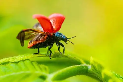 振翅欲飞的瓢虫