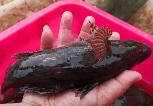 鱼视频欣赏笋壳鱼(又名:石头鱼,尖塘鳢)是虾虎鱼中较大的淡水珍贵河鲜