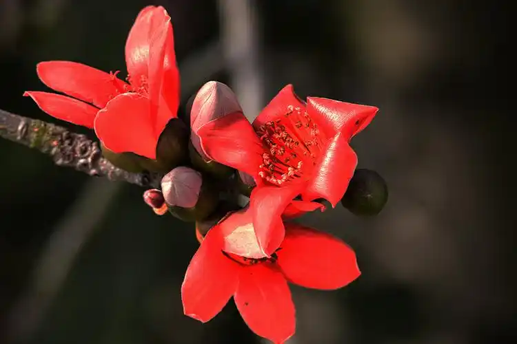 【木棉花】 第 13 幅查看大图曝光:0.01 sec光圈:f6.