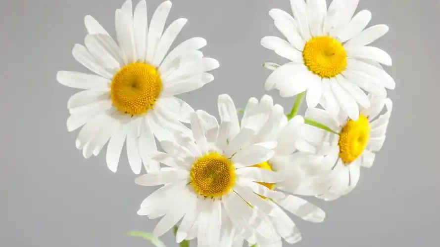 小雏菊ins高清电脑壁纸