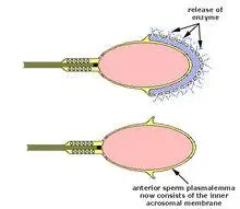 顶体反应示意图