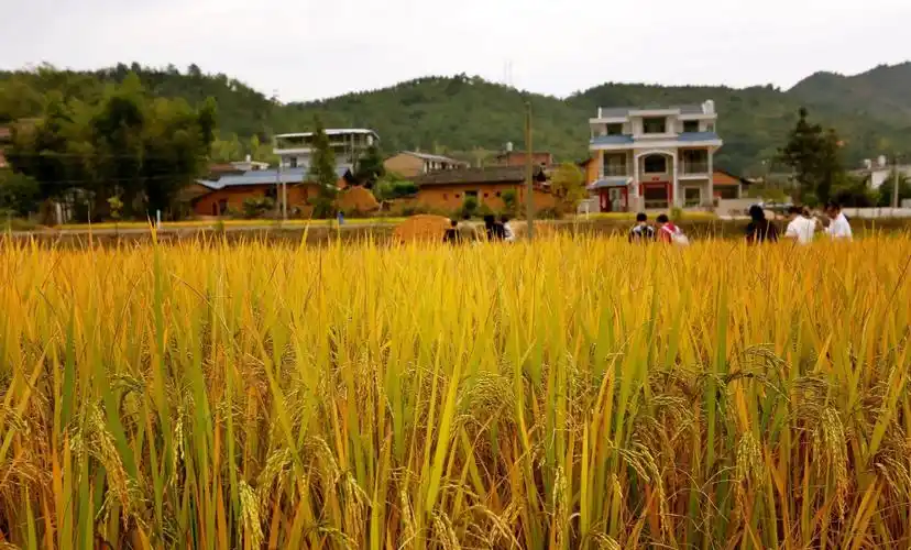 赞美新农村风貌的诗词『赞美新农村风貌的现代诗』