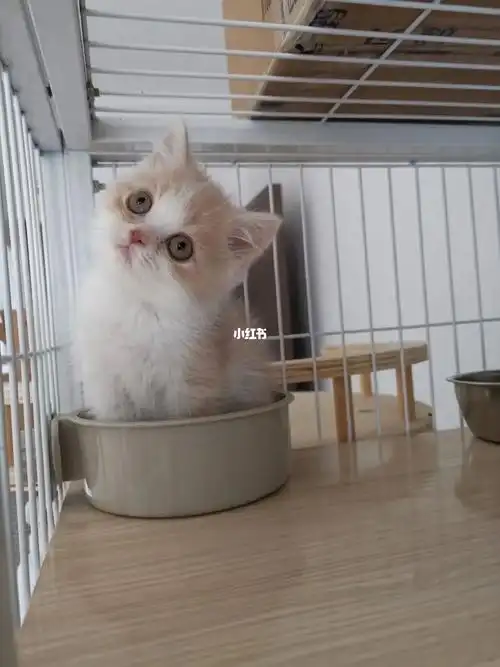 英短乳白小公猫 2个月 性格好 67胖嘟嘟已驱