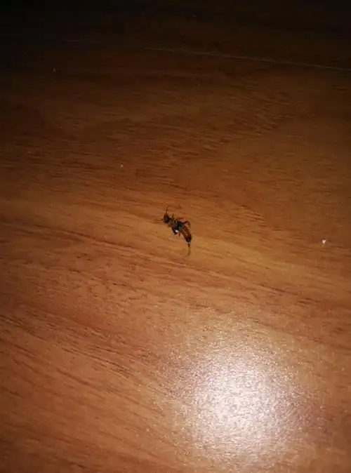 褐色小虫子学名