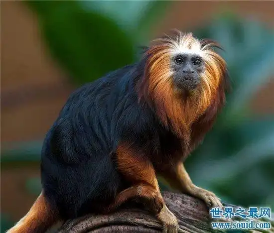 世界十大珍稀动物,盘点地球上即将消逝的十大动物!