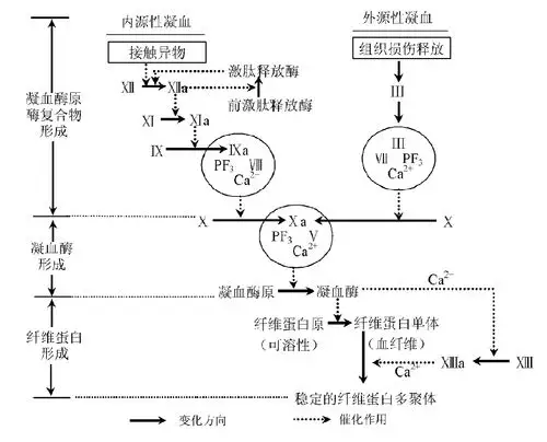 血液凝固与纤维蛋白溶解