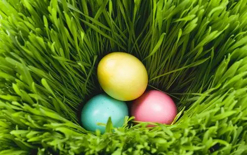 绿色草地静物图片高清电脑桌面主题壁纸下载大全