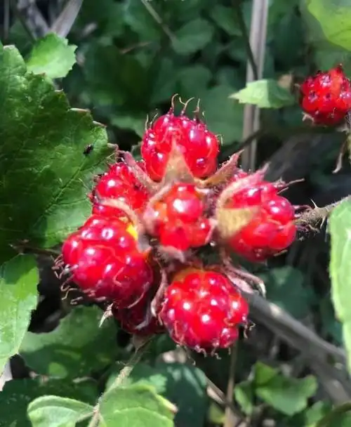 有种野果叫蛇莓,比草莓还好吃,大人却说不能吃,为啥?