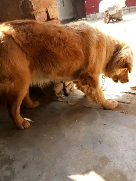 金毛怀孕44天了,不知道有没有?