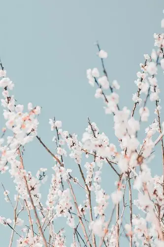 唯美小清新花枝图片