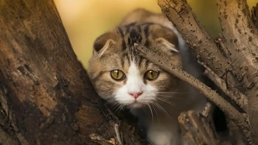 苏格兰折耳猫,可爱宠物,可爱小猫,猫咪,喵星人,动物,壁纸苏格兰折耳猫