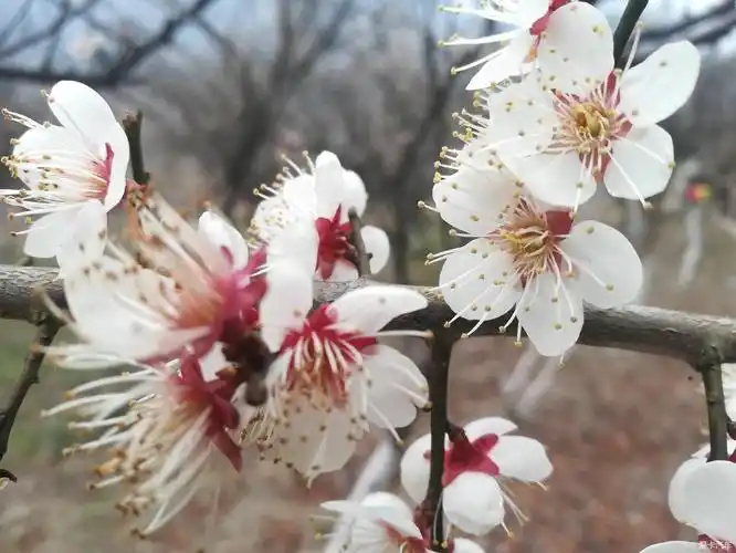 大年初一去赏乌梅花