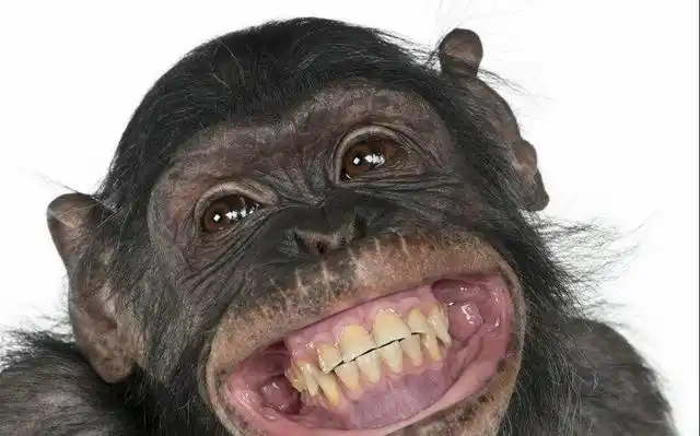 王宝强贾乃亮陈羽凡三人结拜会怎样简直笑趴下了