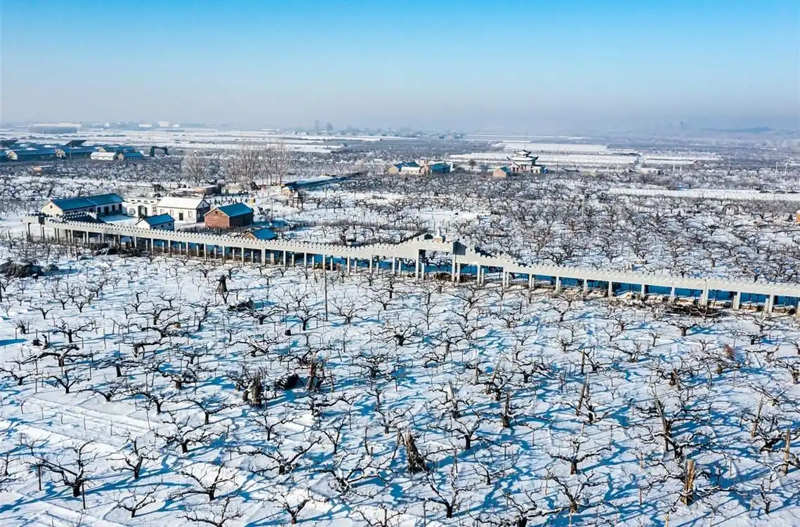 莱阳:保护古梨树,传承梨文化 助"梨"新发展_澎湃号·媒体_澎湃新闻