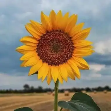 女人好运吉祥的5类微信头像,每天都能洋溢着幸福和喜悦的气息