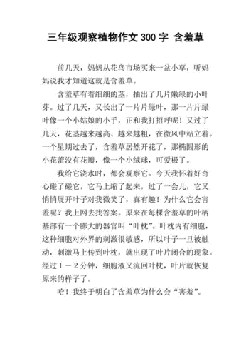 三年级观察植物作文300字 含羞草