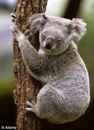 考拉抱树因太懒研究称还有散热作用图