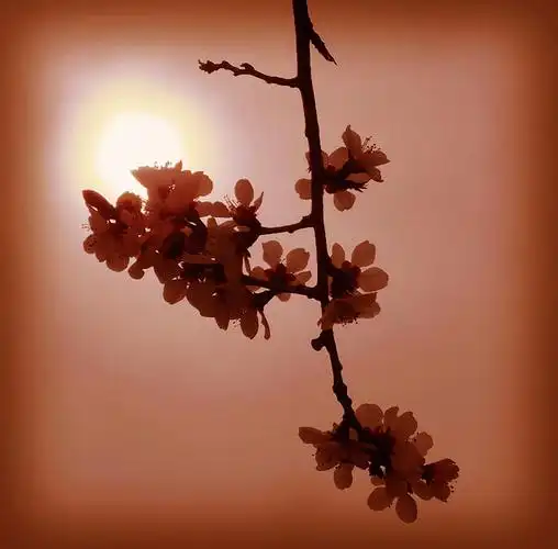 梅花 太阳(后期)