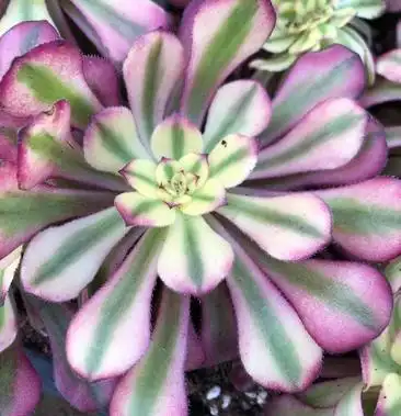 多肉植物多肉法师红颜法师砍头