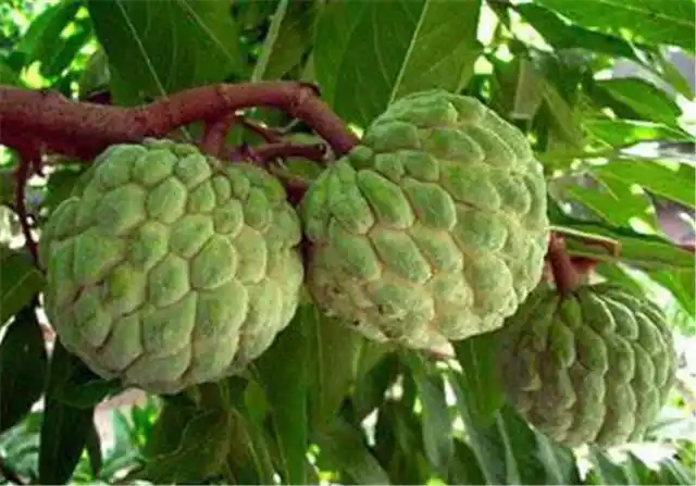 全世界最珍贵的几种水果,有的见都没见过,吃过2种的绝对是土豪