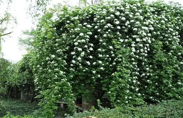 七里香(七里香简谱) - 123植物网