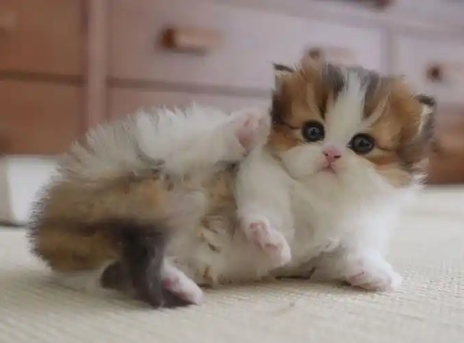 我发现了小奶猫身上的开关!-柒乆零-小动物-哔哩哔哩视频