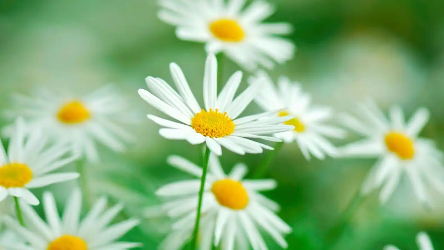 苹果mac高清绿色植物护眼电脑桌面壁纸(二)