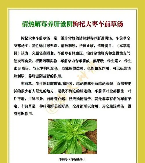 图文:清热解毒养肝滋阴枸杞大枣车前草汤