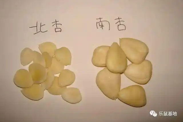 吃杏仁会中毒?真相是.