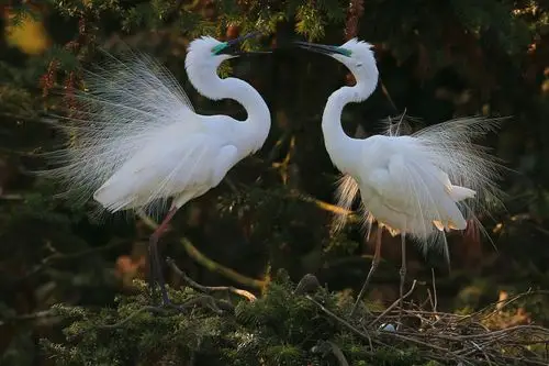 高贵大气的白鹭