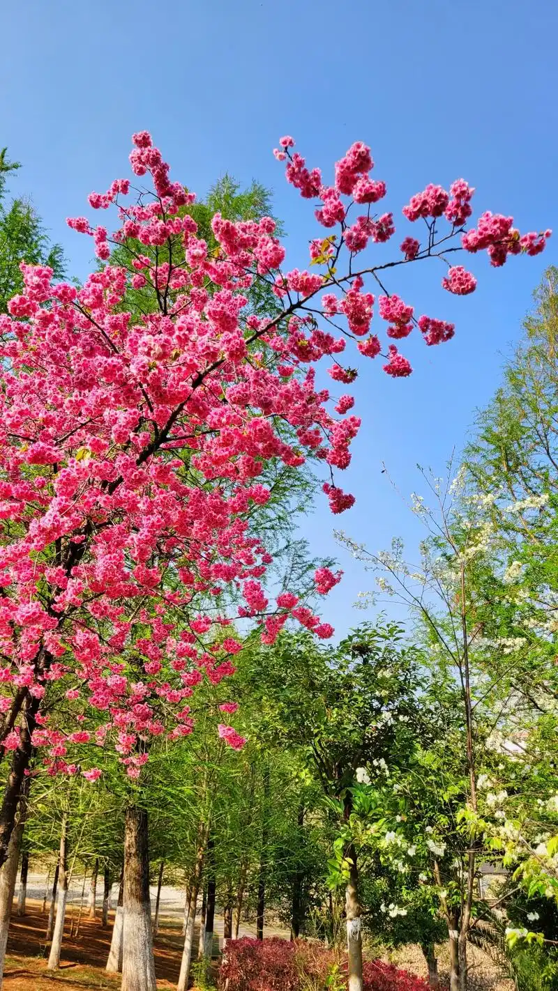 随手一拍都是美景 #为了不辜负春天美艳的樱花#忍不住再拍一 - 抖音