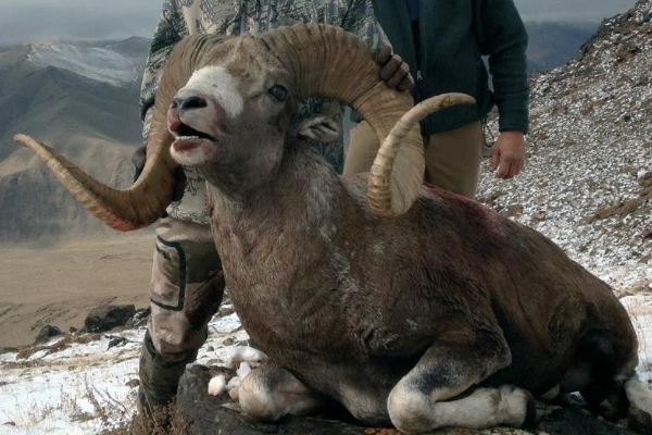 盘羊生活于高海拔的山地羊拥有最长盘角可达145米