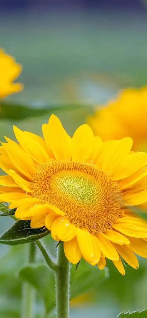 向阳而生,唯美的向日葵壁纸,全屏高清无水印_网易订阅