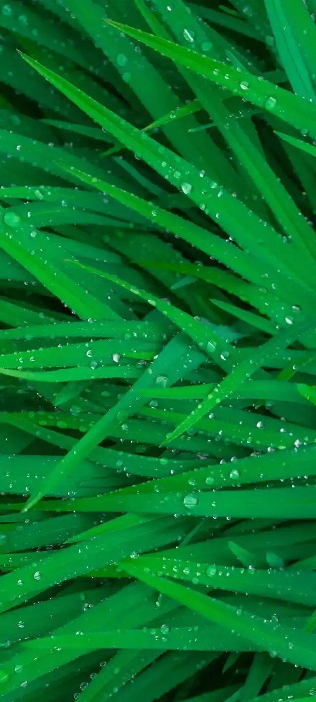 植物花卉高清壁纸:护眼,唯美小清新,挺养眼的