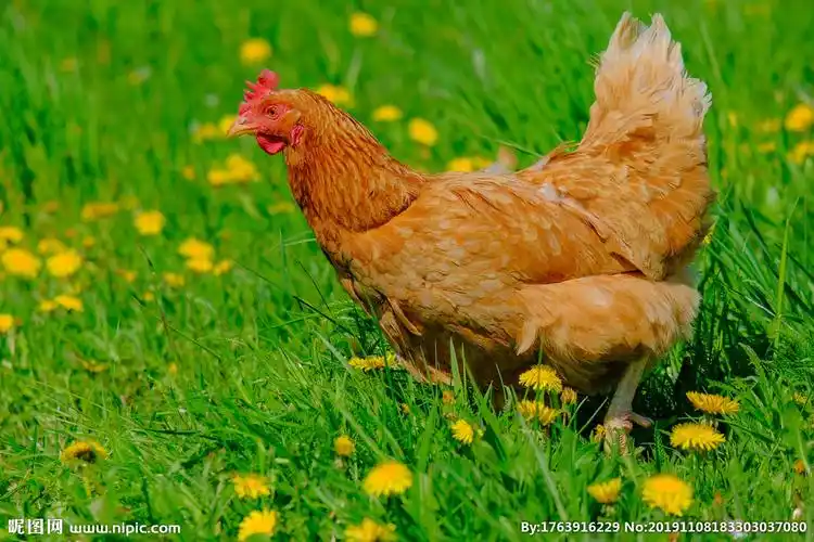 鸡图片