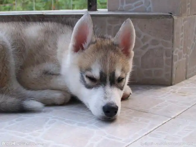 小哈士奇图片[摄影图,jpg]