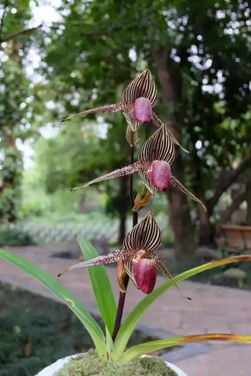 中科cop15兜兰,中科国王兜兰等自育品种,也能观赏到有"金童玉女"之称