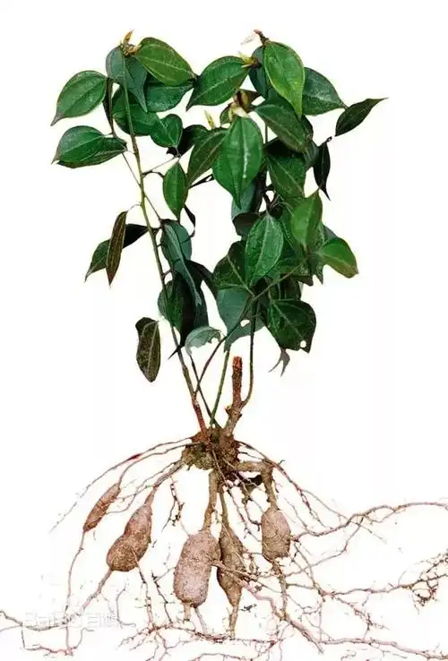 三叶青是解毒良药吗?